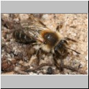 Andrena barbilabris - Sandbiene w11 11mm.jpg